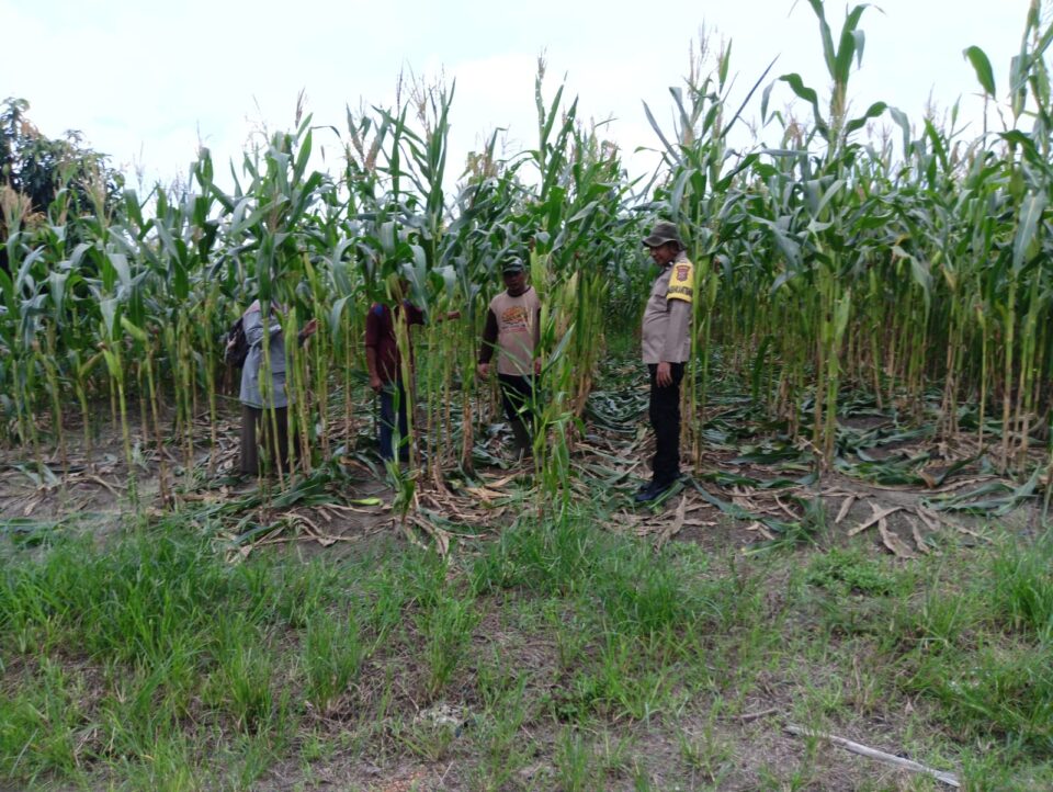 Polsek Bukitraya bersama PPL Bukitraya Laksanakan Monitoring Tanaman jagung Poktan Bina Tani Sejahtera.
