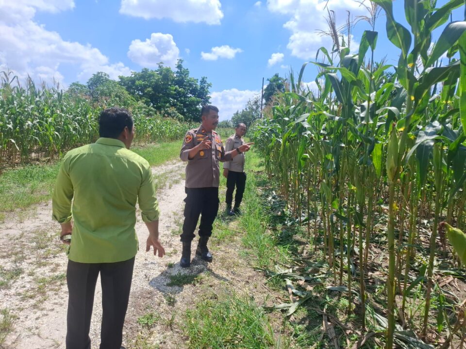 Polsek Bukit Raya aktif mendukung swasembada pangan nasionan bersama kelompok tani.