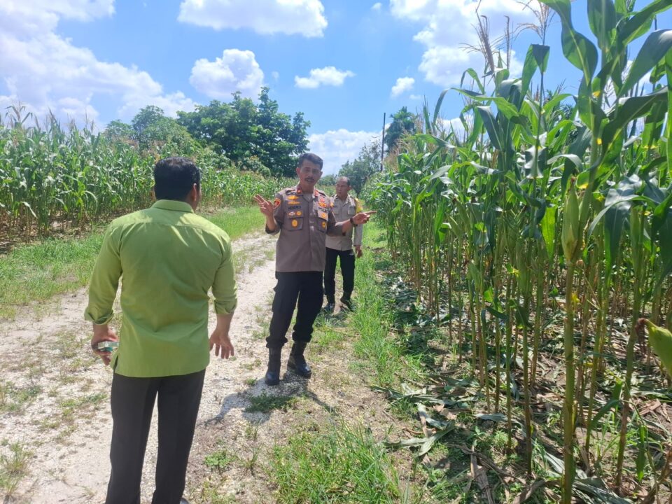 Polsek Bukit Raya aktif mendukung swasembada pangan nasionan bersama kelompok tani.