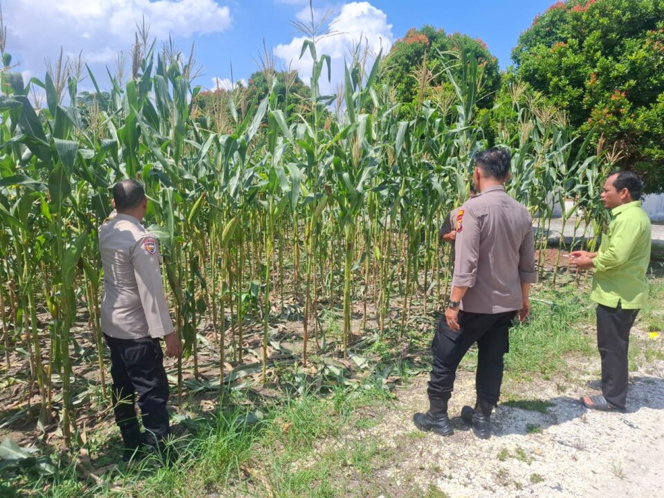 Polsek Bukit Raya aktif mendukung swasembada pangan nasionan bersama kelompok tani.