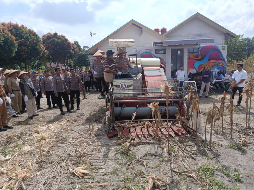 Polsek Bukit Raya Panen Raya Jagung Pipil Kuartal Ke II*