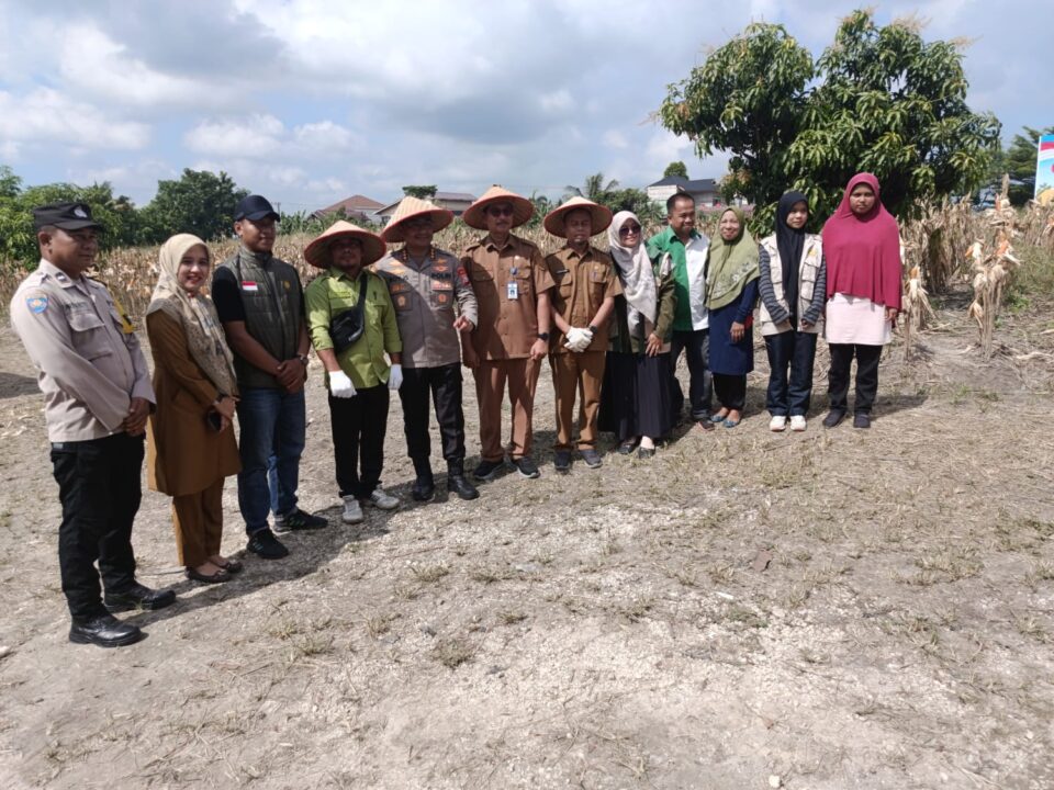 Polsek Bukit Raya Panen Raya Jagung Pipil Kuartal Ke II*