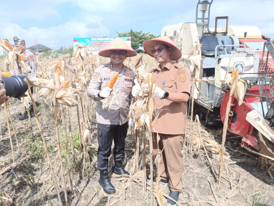 Polsek Bukit Raya Panen Raya Jagung Pipil Kuartal Ke II*